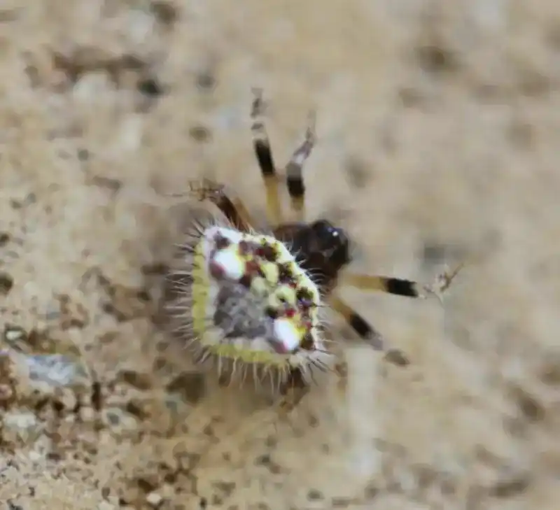 Poecilopachys australasia (Griffith & Pidgeon, 1833)