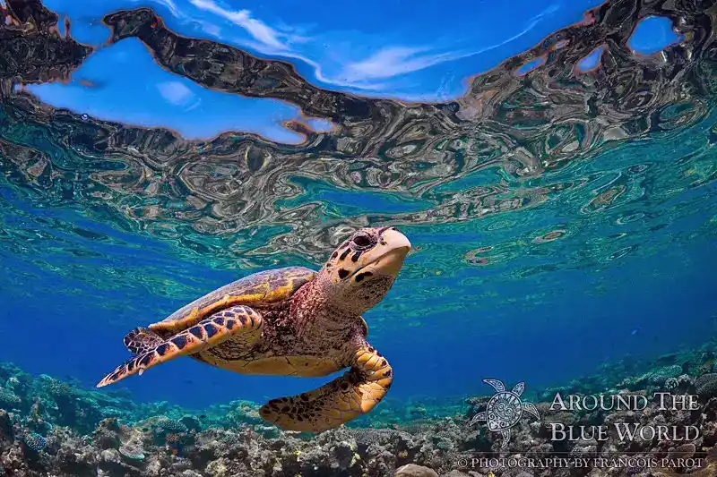 Hawksbill turtle