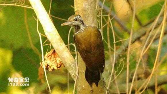 2023052816174898.jpg f0d063f531adcbef34fcd31fa7af2edda2cc9f56_九雷图片转换器.jpg