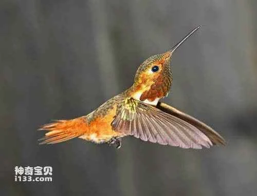 Copper-tailed Comet, Polyonymus caroli