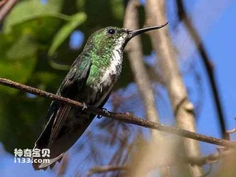 Avocettula recurvirostris, Fiery-tailed Awlbill