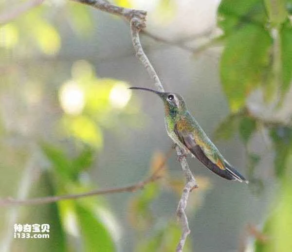 White-tailed Goldenthroat (Polytmus guainumbi)