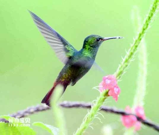 Brown-tailed Woodstar (Chaetocercus jourdanii)