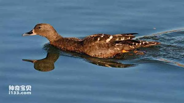 2023030220579452.jpg 9c0fc1509d30573446aee5dd7b9ecb1f_九雷图片转换器.jpg