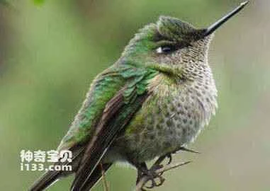 Green-backed Firecrown (Sephanoides sephanoides)