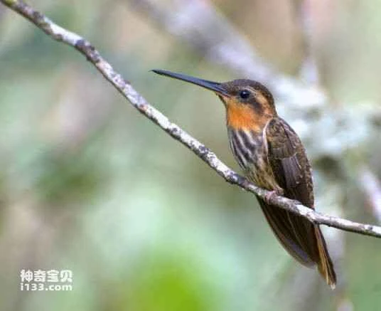 2023032013920489.jpg 6a600c338744ebf86f3c87ddd9f9d72a6159a787_九雷图片转换器.jpg