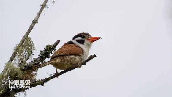 2023050918152329.jpg f510ea34e5dde7112c984337adefce1b9c166118_九雷图片转换器.jpg