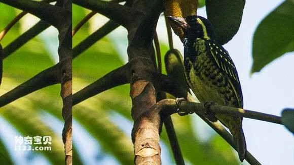 2023051497642799.jpg 2e8674d4ad6eddc425574a3e33dbb6fd53663332_九雷图片转换器.jpg