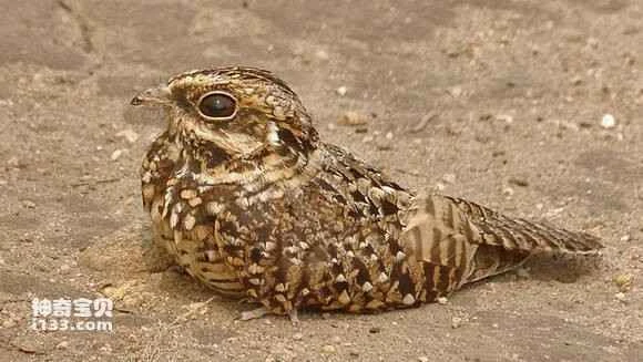 2023041847171148.jpg eccd0380800a19d82b8bcfd53afa828ba41e46cd_九雷图片转换器.jpg