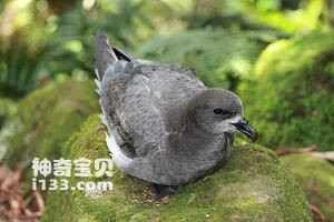Brown-headed Round-tailed Shepherd, Pterodroma solandri, Providence Petrel