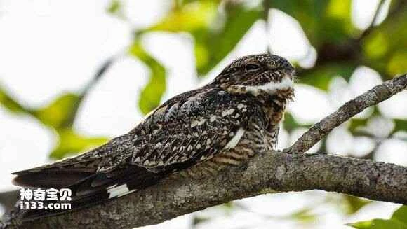 2023041421252421.jpg c6bf14889e510fb3978ff572d033c895d0430c30_九雷图片转换器.jpg