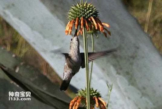 Spot-throated hummingbird,Phaethornis rupurumii