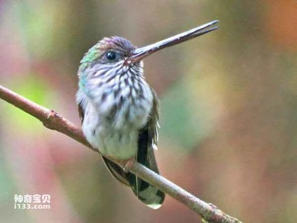 2023032338697411.jpg v2-e9672d0297912a9d740b05ccd2b9b08c_r_九雷图片转换器.jpg