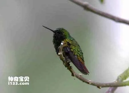 Copper Emerald Hummingbird, Chlorostilbon russatus