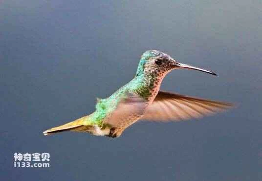 Perija Metaltail (Metallura iracunda)