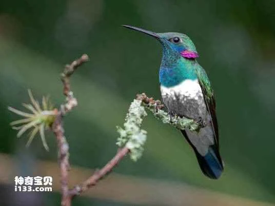 White-vented Violetear (Colibri serrirostris)