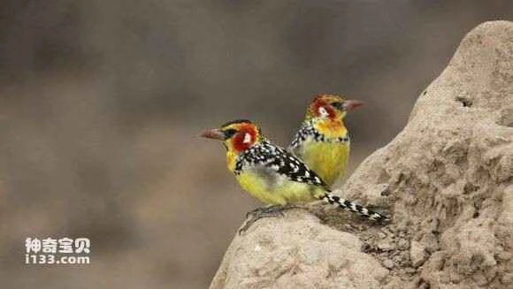 2023051526390669.jpg c763ffee76c6a7ef5f76fee1f7faaf51f2de661c_九雷图片转换器.jpg