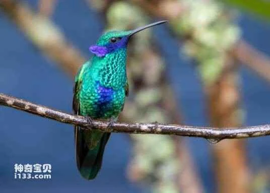 Sparkling Violetear