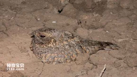 2023041754717372.jpg 809e67fb513d269788d1f7b75cfbb2fb4216d84a_九雷图片转换器.jpg