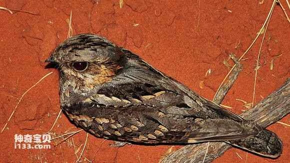 2023041714782384.jpg eb6126550923dd5415665a82d809b3de9d8248b2_九雷图片转换器.jpg