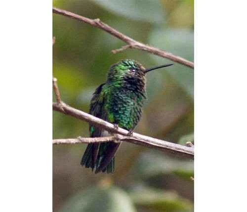 Narrow-tailed Kingfisher, *Chlorostilbon stenurus*, Rufous-vented Ground Cuckoo