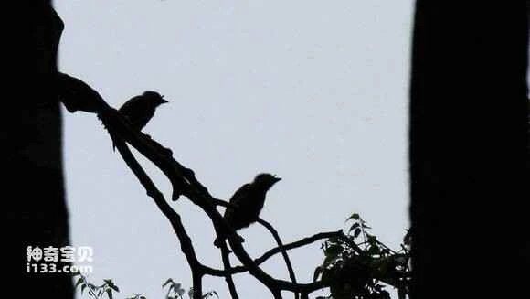 2023051321311667.jpg eccd0380800a19d8e72b08c039fa828ba71e46ba_九雷图片转换器.jpg