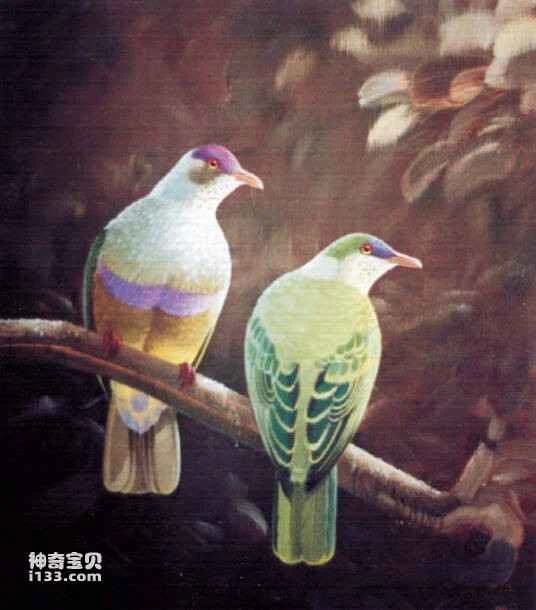 Rapa Fruit Dove (Ptilinopus huttoni)
