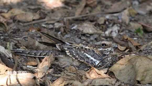 2023041813981149.jpg 6fb0ba638535e5dd74c1ce0d7fc6a7efcc1b62e2_九雷图片转换器.jpg