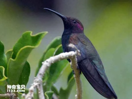 Jamaican Mango Hummingbird, Anthracothorax mango, Jamaican Mango