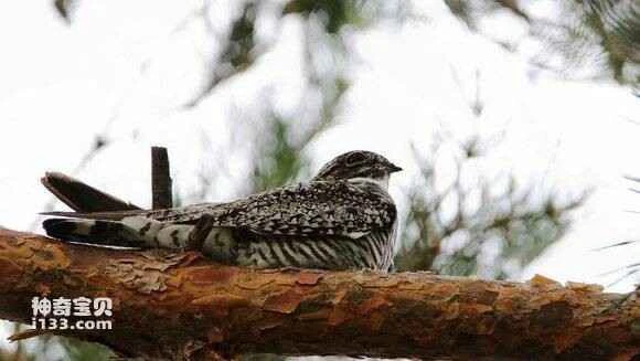 2023041494558675.jpg eccd0380800a19d8ddd005e03afa828ba41e46f3_九雷图片转换器.jpg