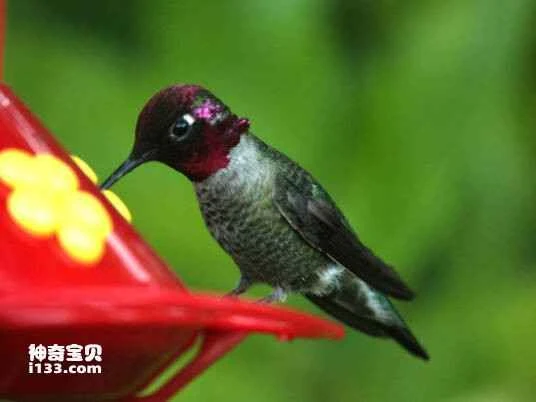 Fire-throated Metaltail (Metallura eupogon)