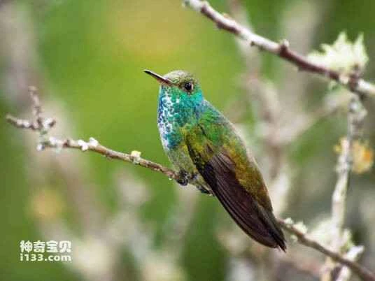 Chilean hummingbird, Myrtis yarrellii, Chilean Woodstar
