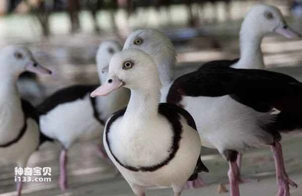 2023030710999153.jpg fd2b1eb0f00f4f1f1746791a5aed1389_九雷图片转换器.jpg