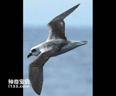 Dark-rumped Petrel (Pterodroma phaeopygia)