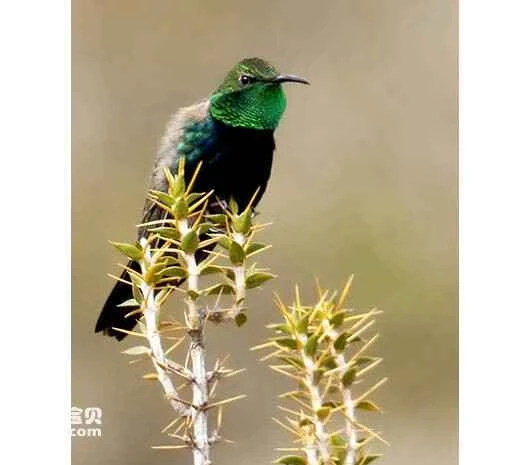 Green-headed Hillstar (Oreotrochilus stolzmanni)
