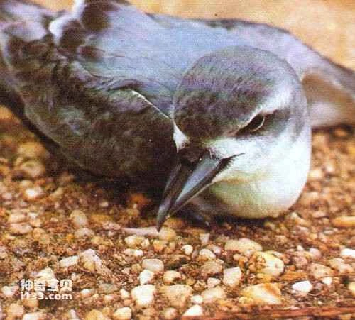 Pachyptila salvini, Salvin's Prion