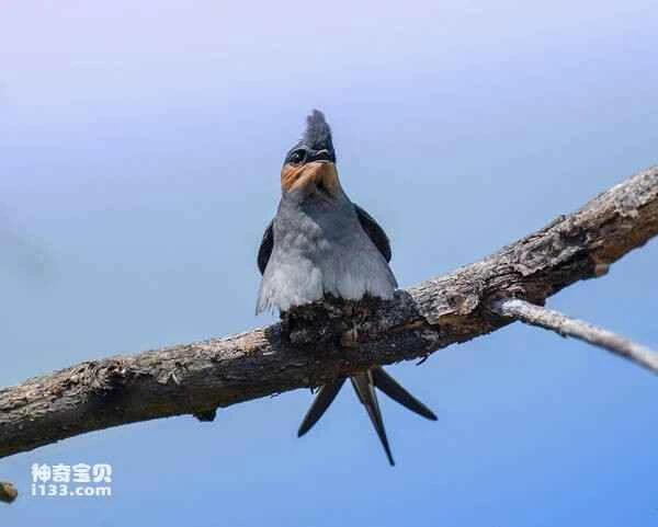 2023031710794391.jpg e4ef7874f0f1a93541fcd1bf5d2c7351_九雷图片转换器.jpg