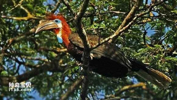 Black-casqued Hornbill, Ceratogymna atrata, White-casqued Hornbill, Black-casqued wattled hornbill