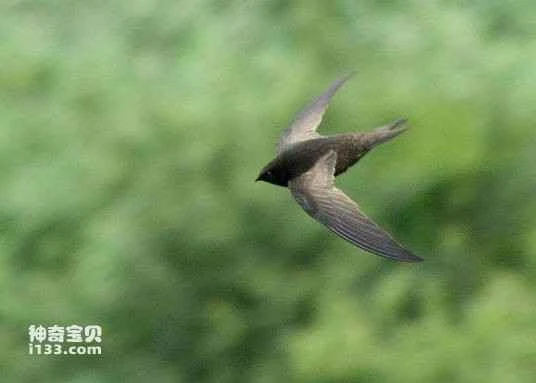 Apus batesi, Bates's Swift