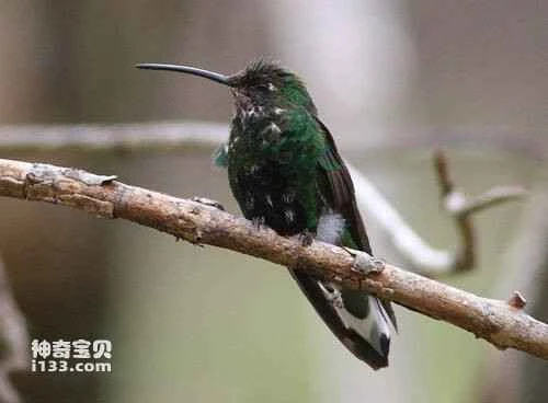 Mountain Velvetbreast (Lafresnaya lafresnayi)