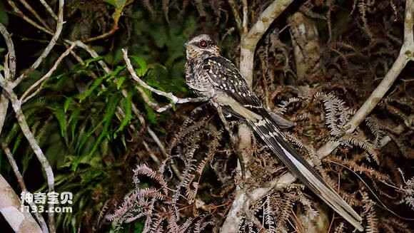 2023041517500686.jpg 7addcb0e4bfbfbed5c50669871f0f736aec31fbb_九雷图片转换器.jpg