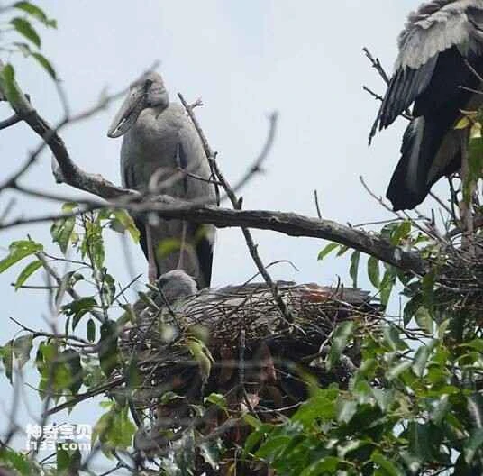 Roosevelt Blue Dove, Roosevelt Spotted Dove, Alectroenas rodericana