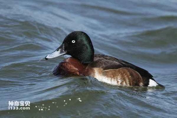 2023030321149648.jpg 384d55334dc1caebd98d9fa5070ff0e2_九雷图片转换器.jpg