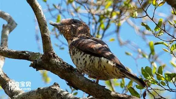 2023041912219536.jpg 0eafcccd7cd98d10981070d72b3fb80e79ec9087_九雷图片转换器.jpg