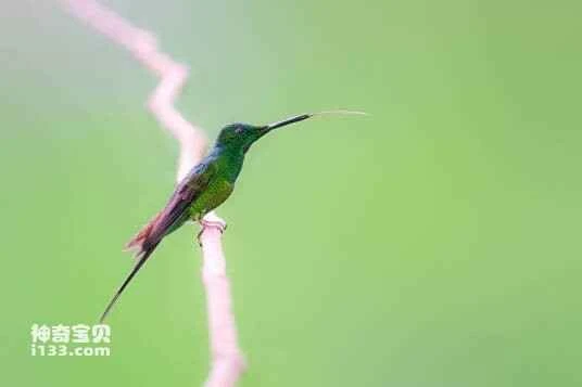 Empress Brilliant, Heliodoxa imperatrix, Empress Brilliant