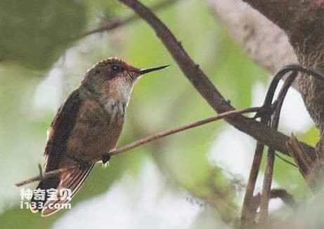 Short-crested Coquette (Lophornis brachylophus)