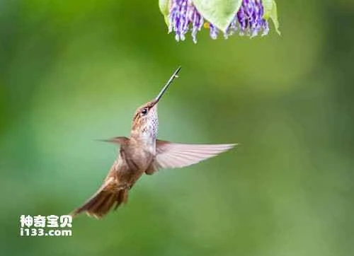 Copper-browed Hummingbird, Coeligena coeligena, Bronzy Inca