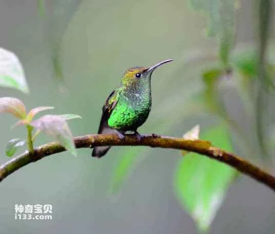 Copper-bellied hairy-legged hummingbird, *Eriocnemis cupreoventris*, Coppery-bellied Puffleg