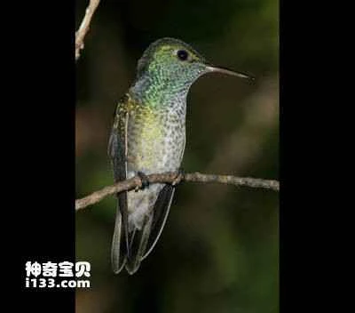 Madeira hummingbird, Amazilia rondoniae, Rondonia Emerald