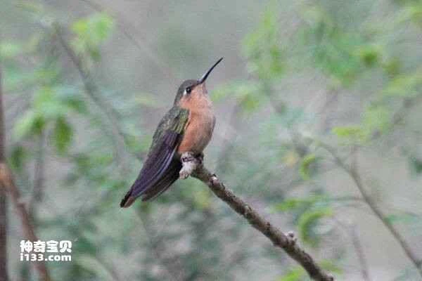 Brown-breasted Sabrewing, *Campylopterus hyperythrus*, Rufous-breasted Sabrewing